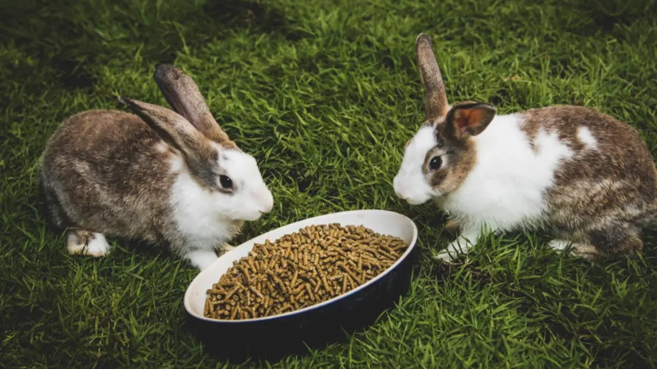 What’s In Rabbit Food