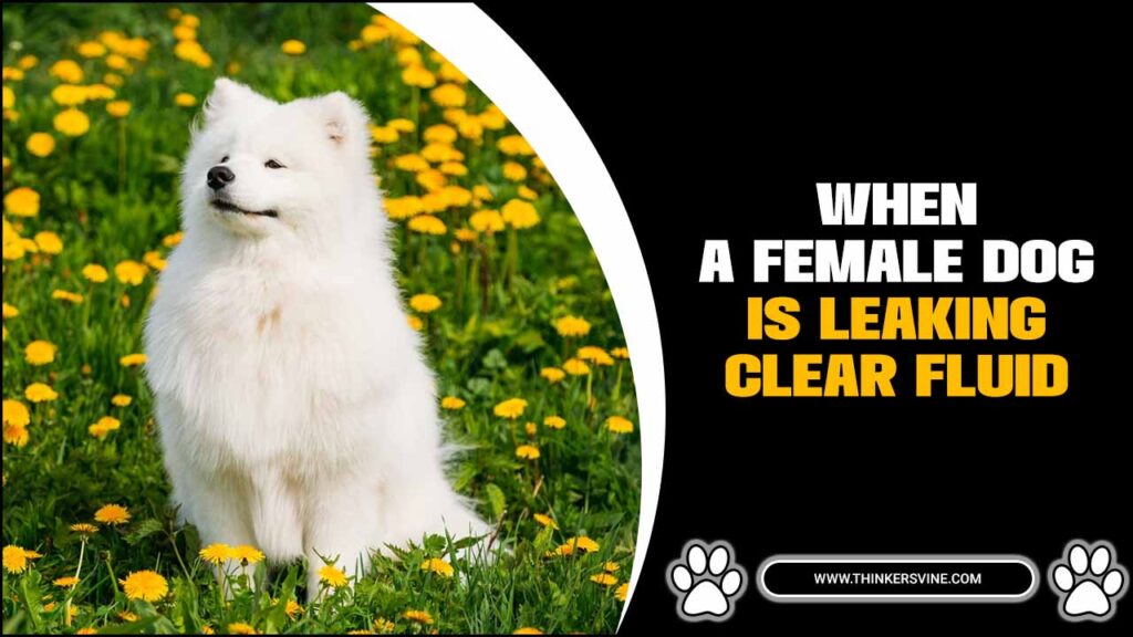 When A Female Dog Is Leaking Clear Fluid 8 Possible Causes