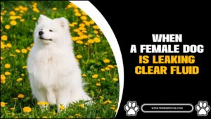 When A Female Dog Is Leaking Clear Fluid? [6 Possible Reasons Behind]