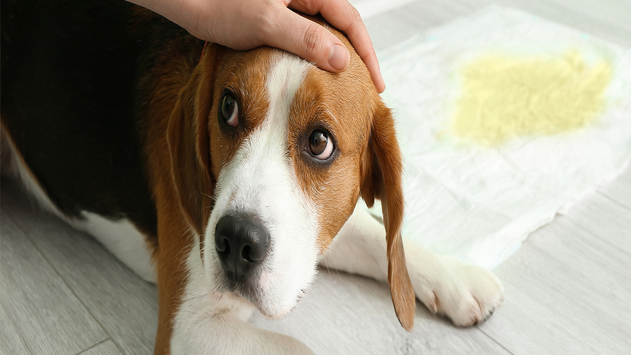 When A Female Dog Is Leaking Clear Fluid? Cause & Solutions