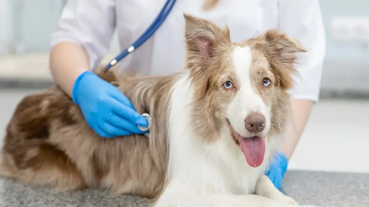 When To Seek Veterinary Care For Your Tripping Dog