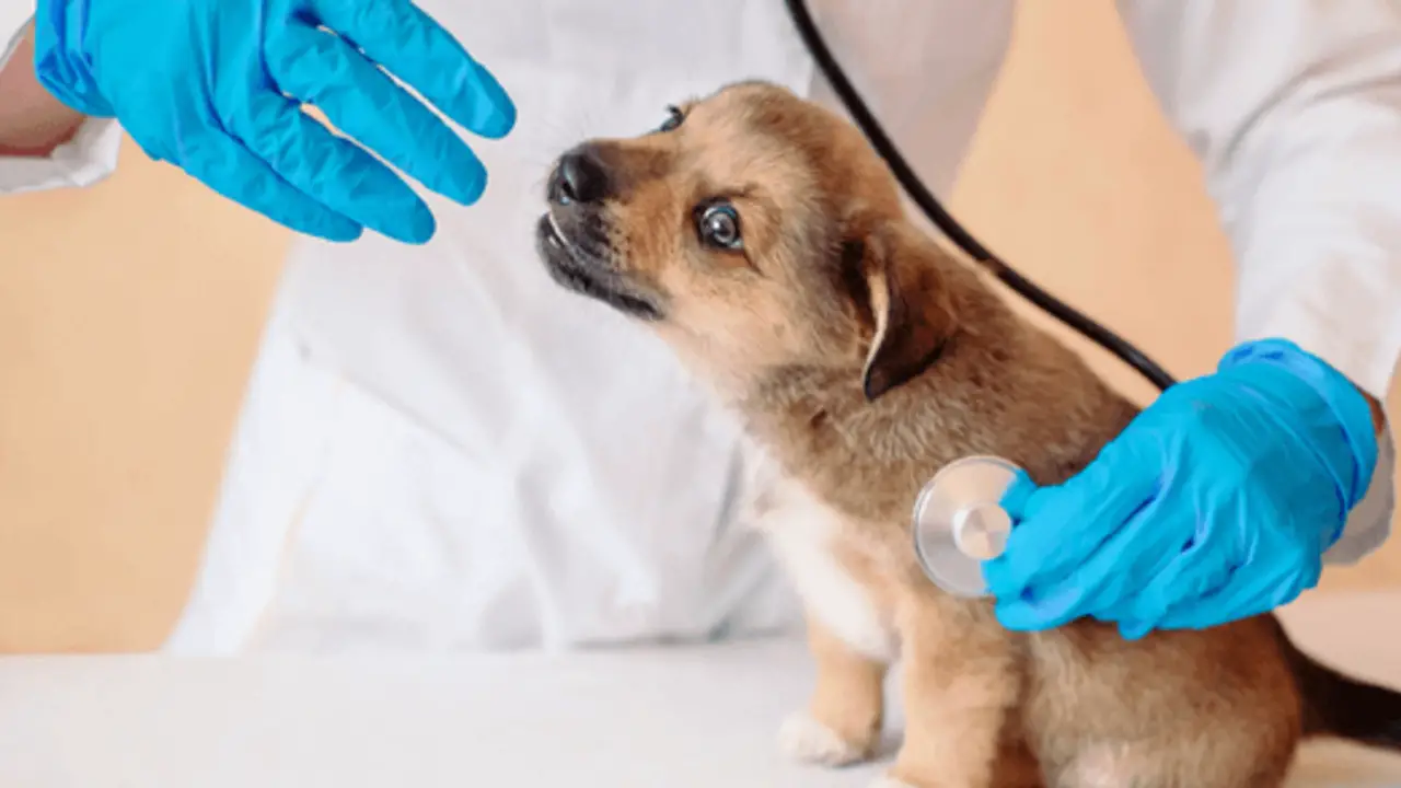 When To Take Veterinary Action For Your Canine