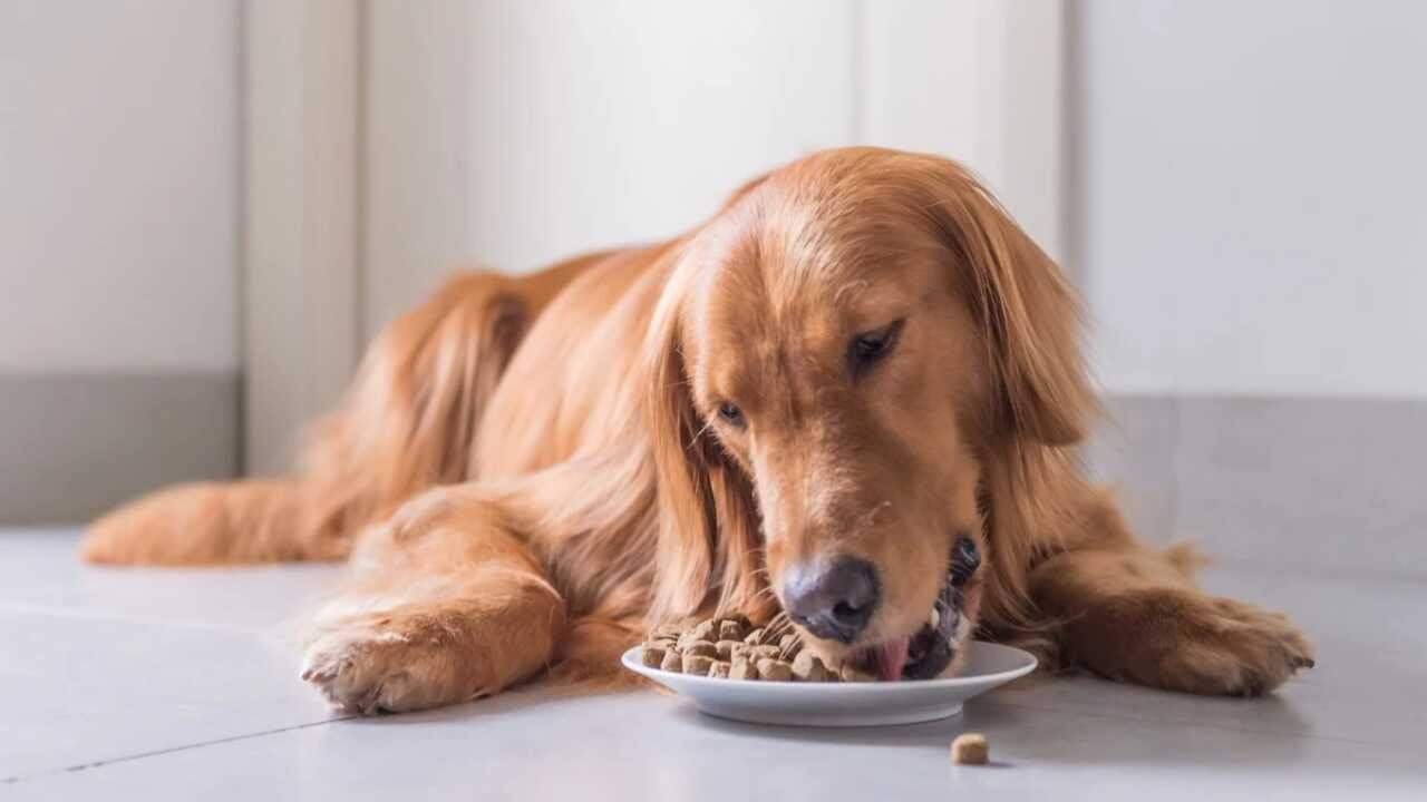 Where To Buy Dog Foods Cheapest