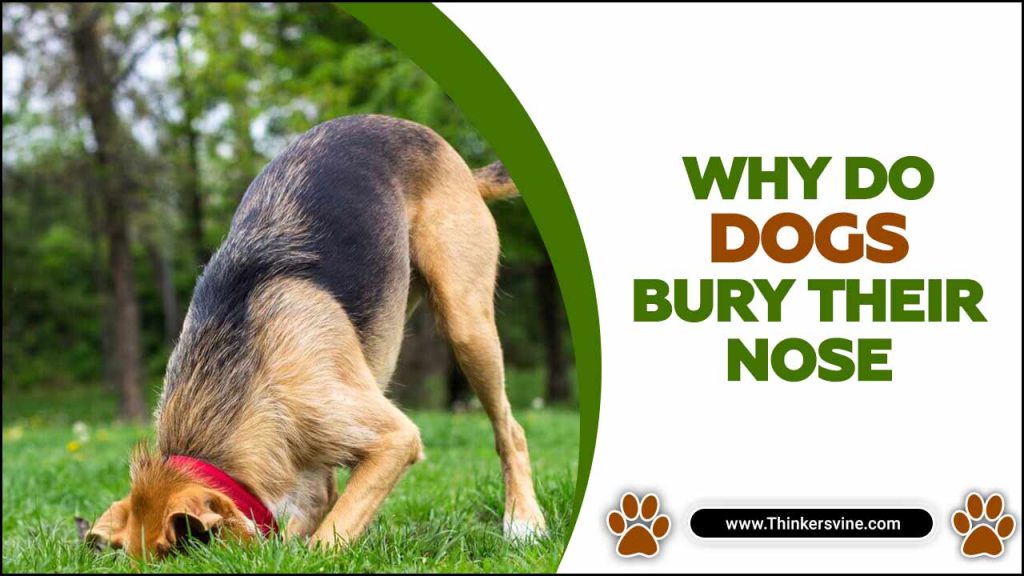 Why Do Dogs Bury Their Nose? 11 Common Reasons