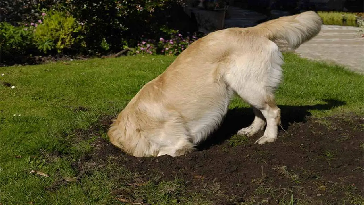 Why Do Dogs Bury Their Nose - 11 Fun Facts