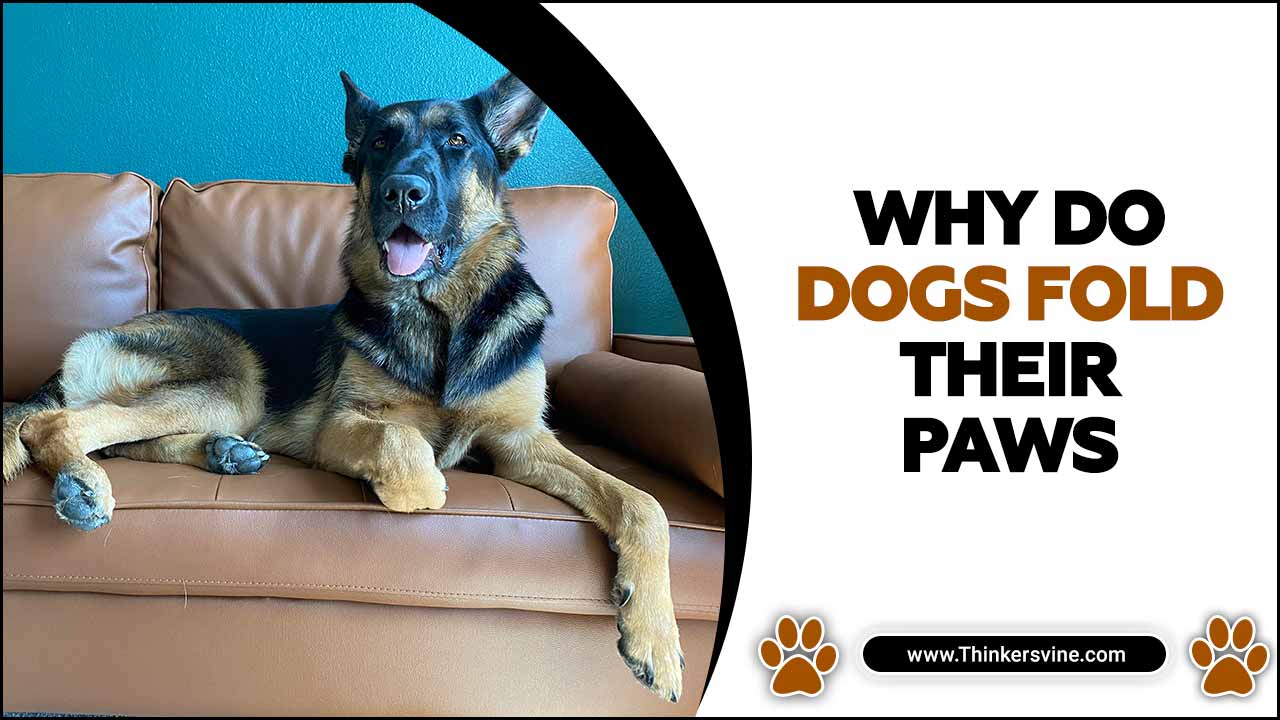 Why Do Dogs Fold Their Paws Explore 7 Helpful Tips!