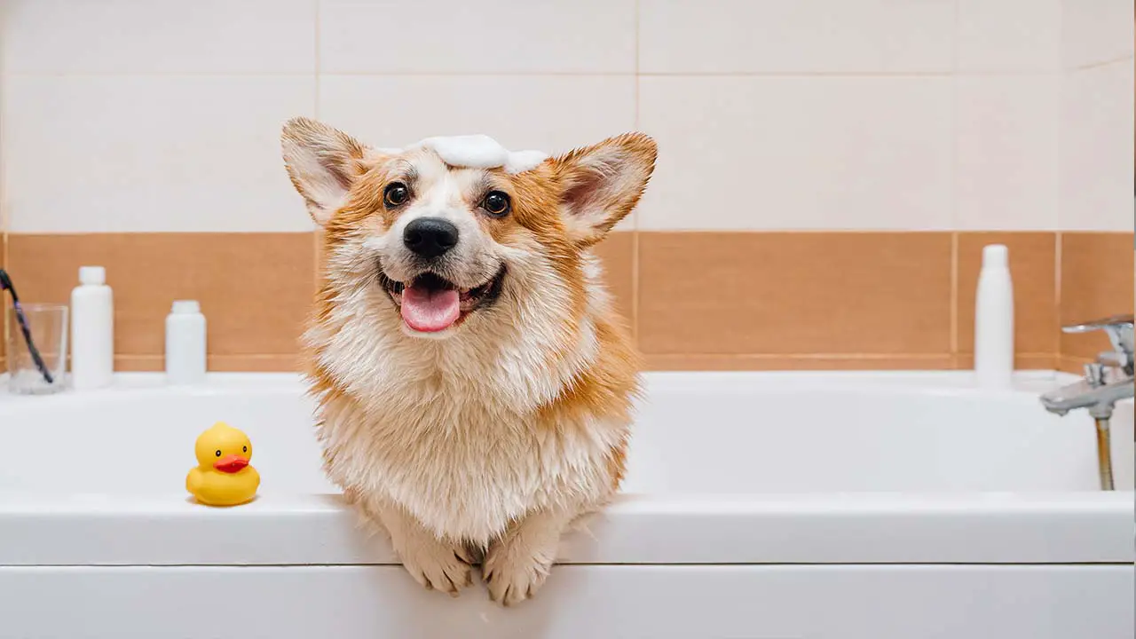 Why Do Dogs Hate Getting Baths