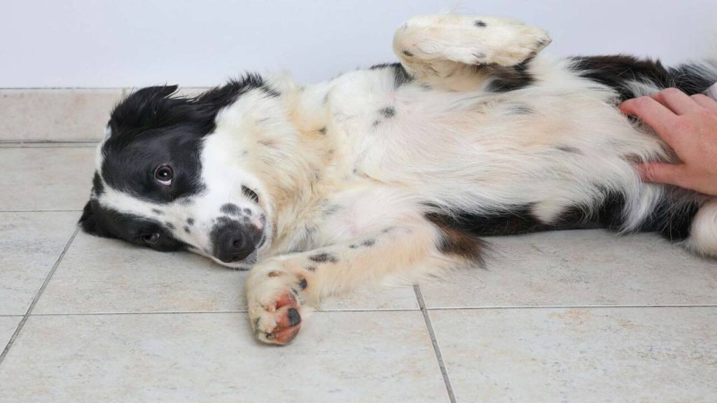 Why Does Dog Kicks Back Legs When Lying Down Explained