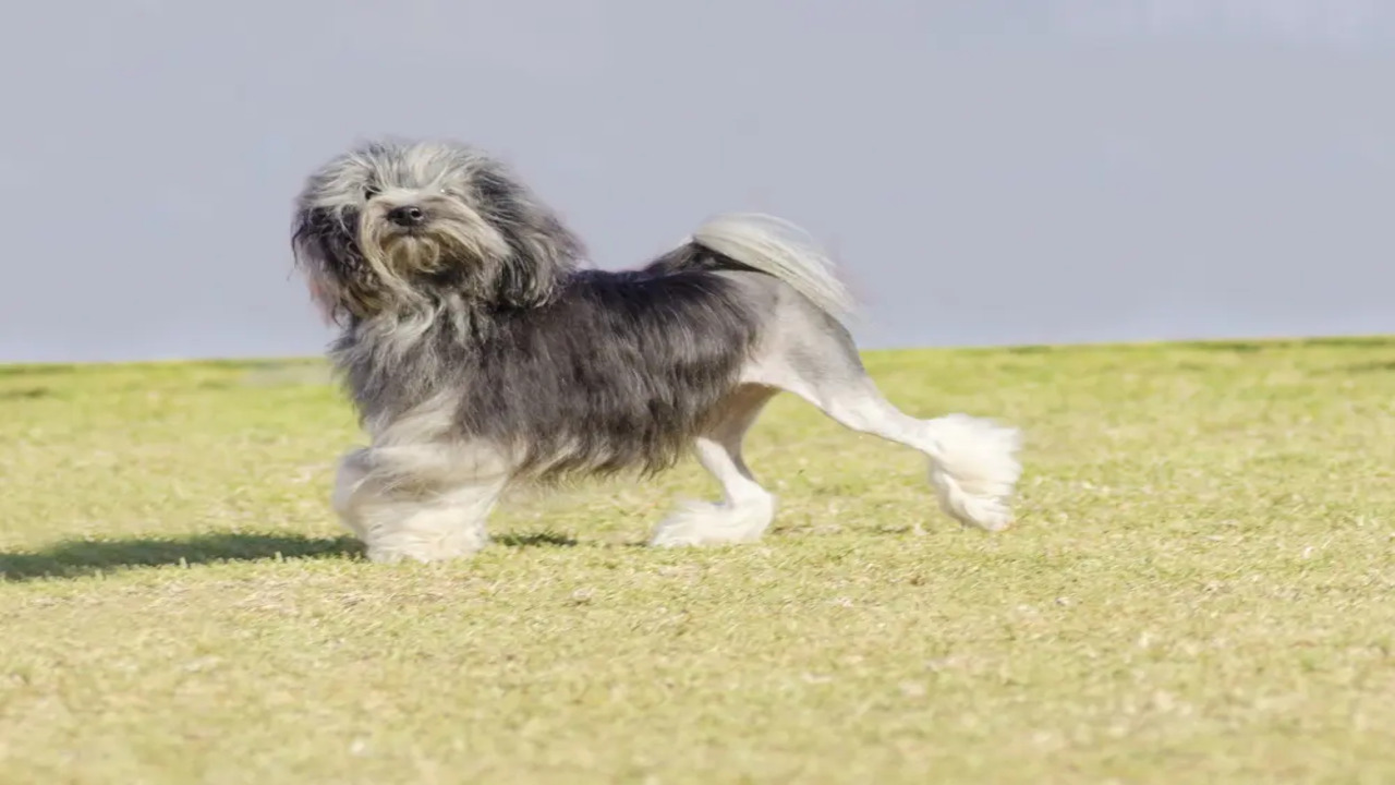 Why Does Dog Kicks Back Legs When Lying Down 10 Reasons