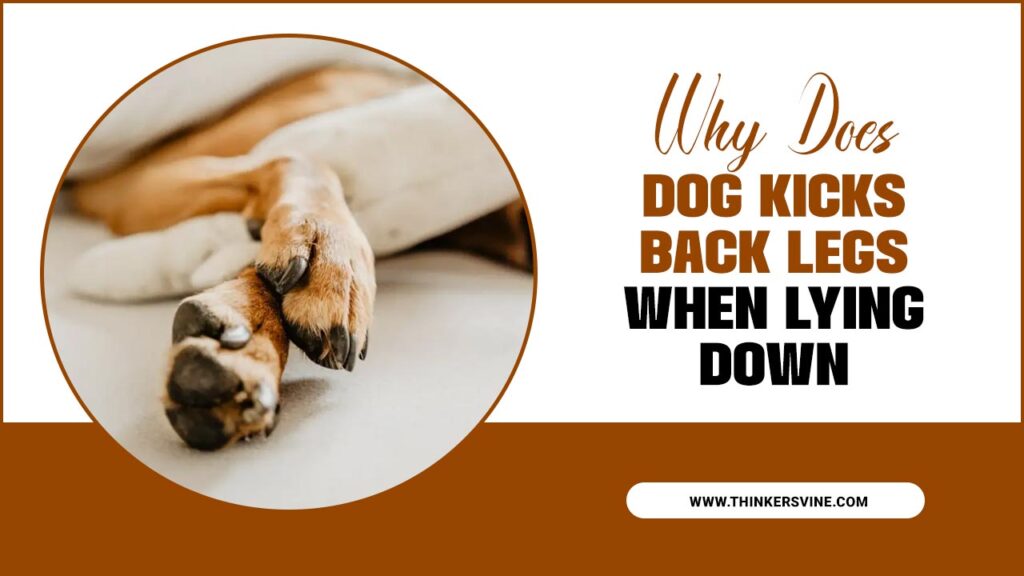 Why Does Dog Kicks Back Legs When Lying Down Explained