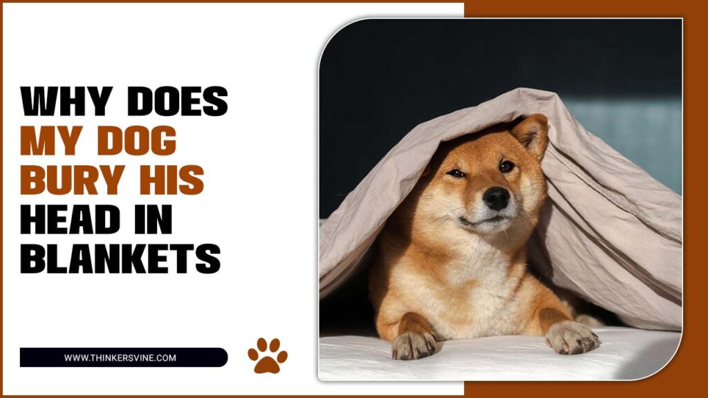 My Dog Bury His Head In Blankets 7 Probable Reasons