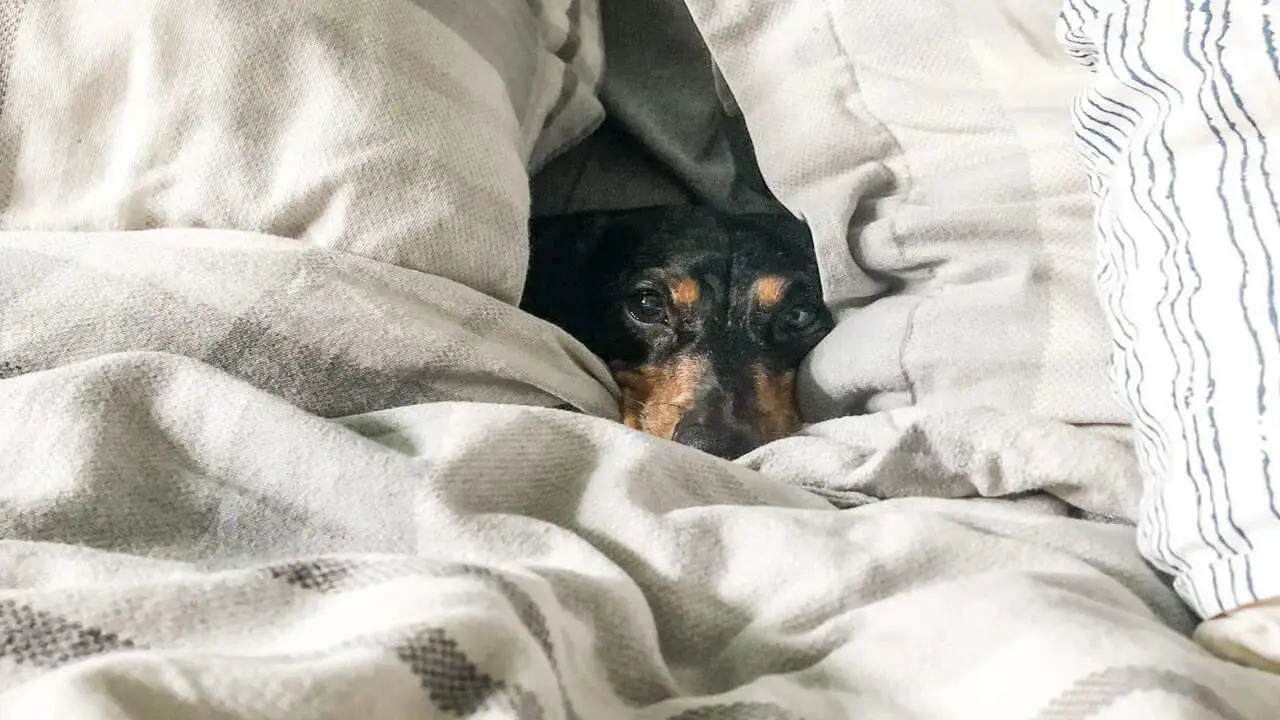 Why Does My Dog Bury His Head In Blankets - 7 Interesting Causes