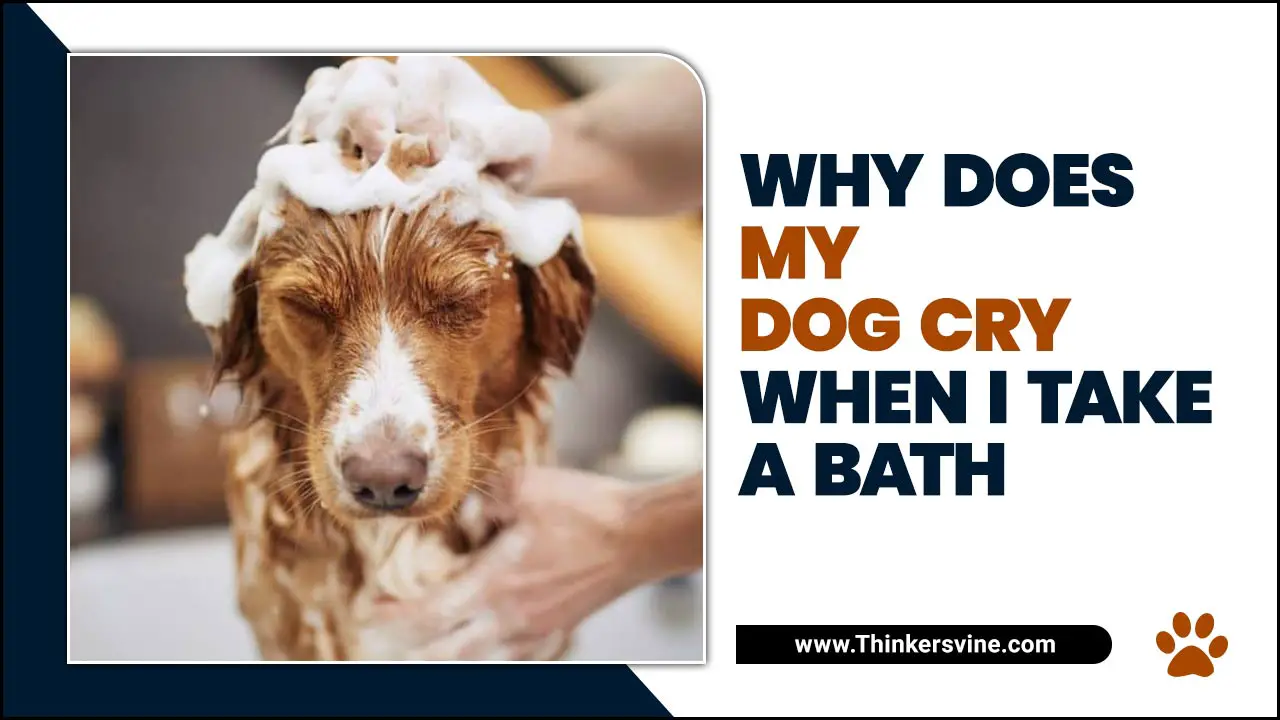Why Does My Dog Cry When I Take A Bath