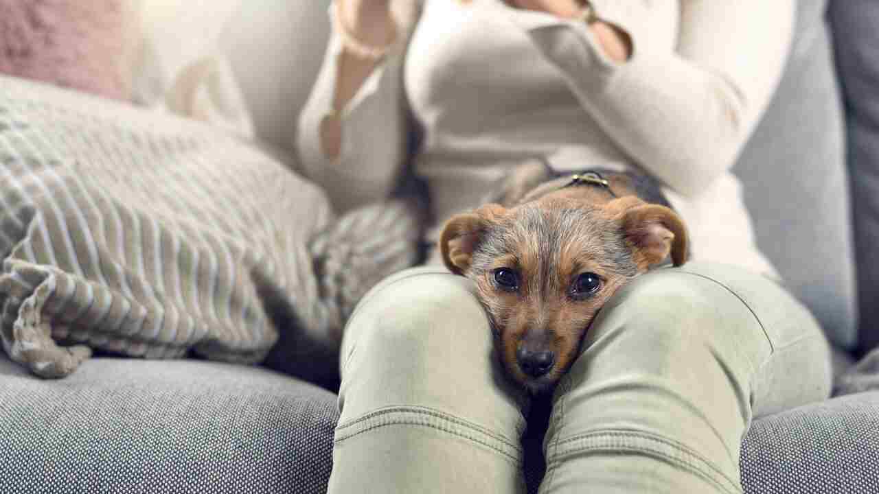 Why Does My Dog Prefer My Wife – 9 Surprising Reasons