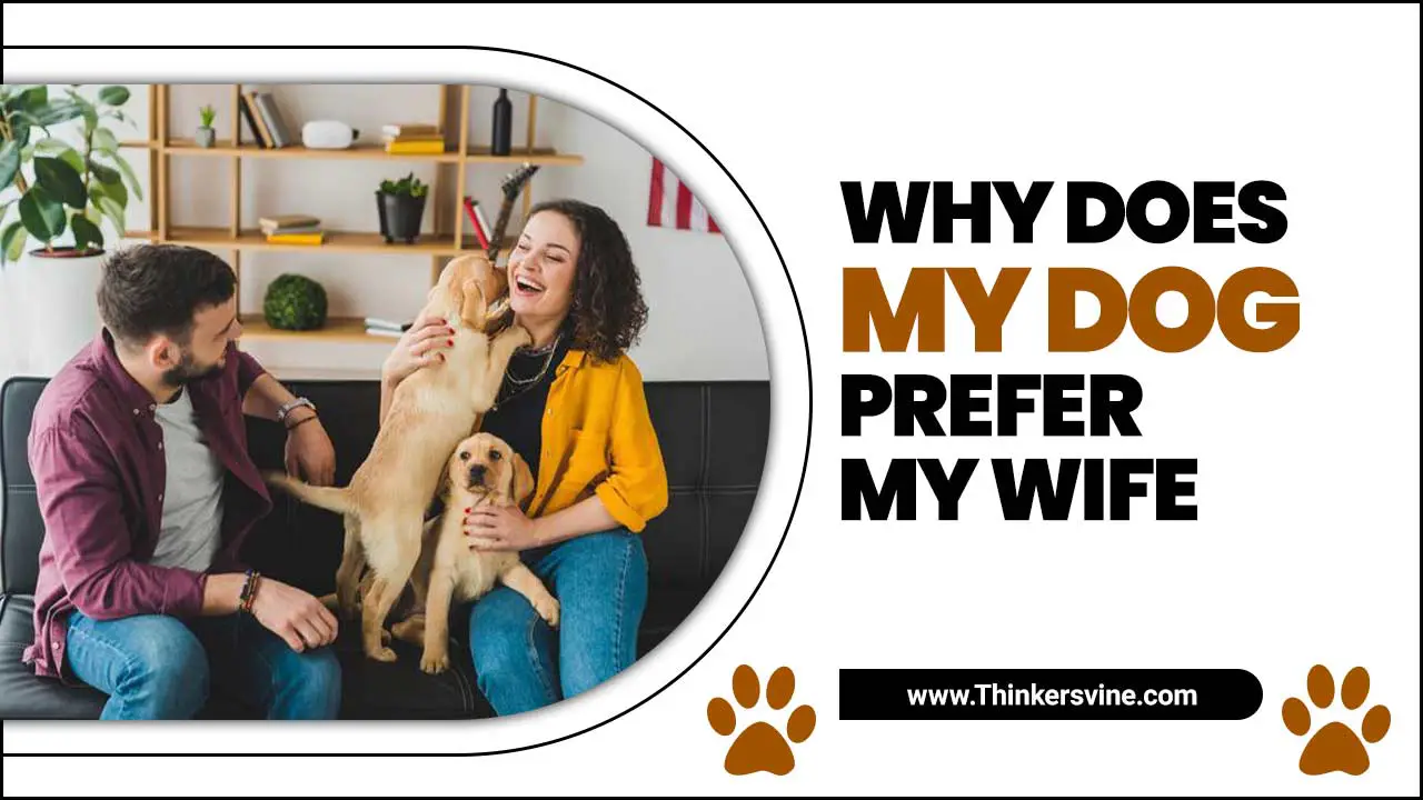 Why Does My Dog Prefer My Wife