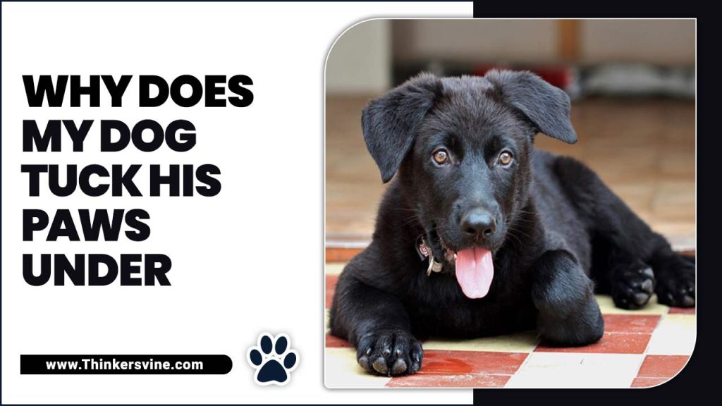 Why Does My Dog Tuck His Paws Under Exploring 6 Reasons