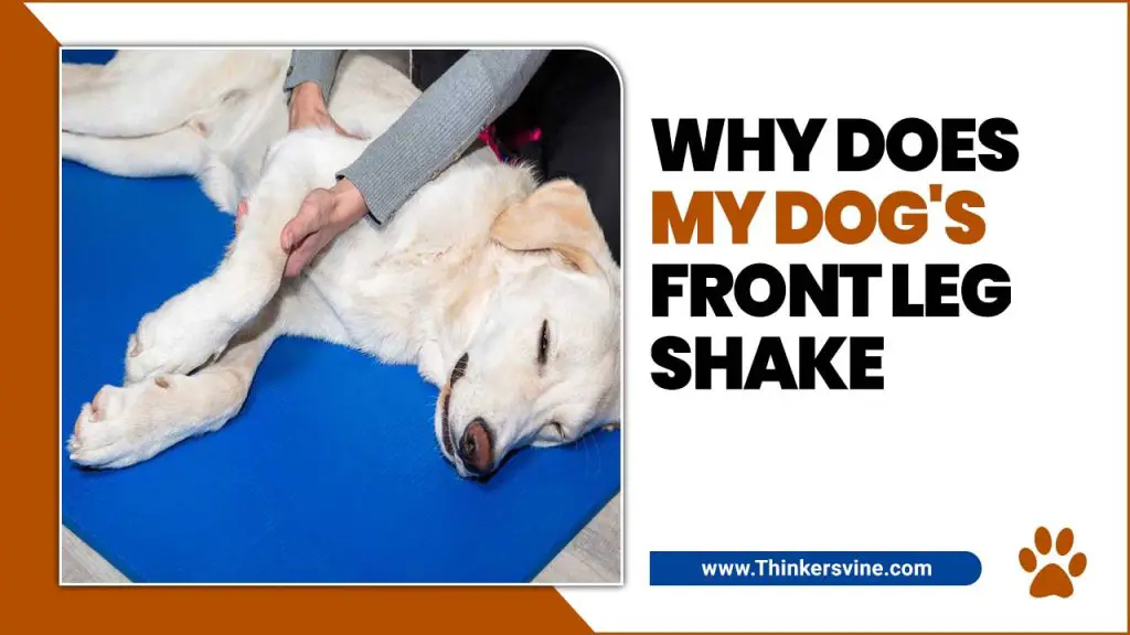 why-does-my-dog-s-front-leg-shake-unveiling-the-mystery