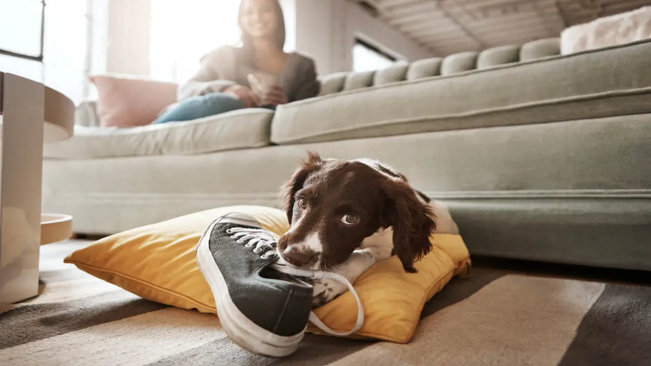 Why Does Your Dog Eat Shoelaces