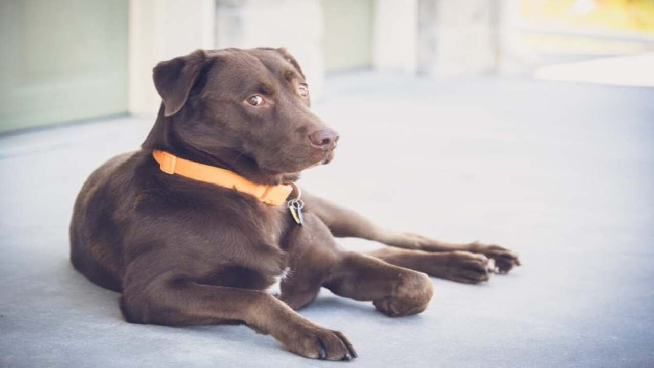 Why Do Dogs Fold Their Paws Explore 7 Helpful Tips!