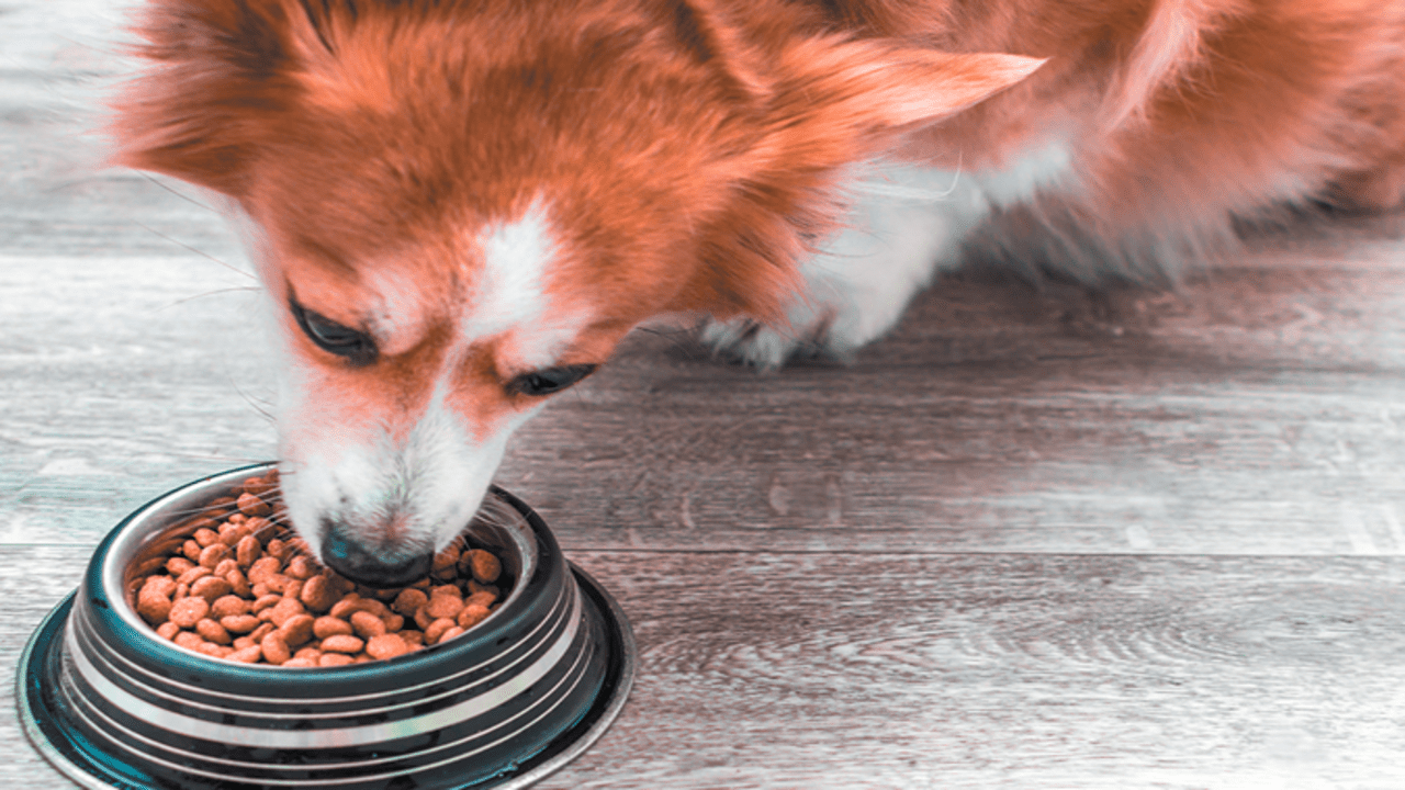 Why Is It Important To Consider Changing Dog Food To New Ones
