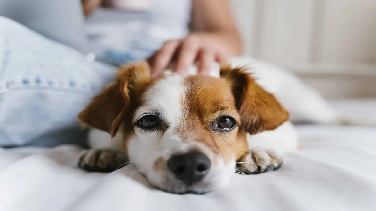 Why My Dog Is Attached To Someone Else - 4 Main Reasons