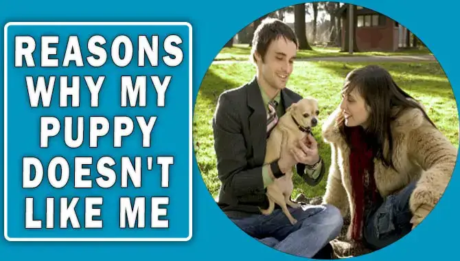 Why My Puppy Doesn’t Like Me
