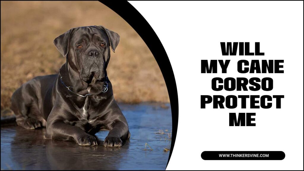 Will My Cane Corso Protect Me? Guardian Of Loyalty!
