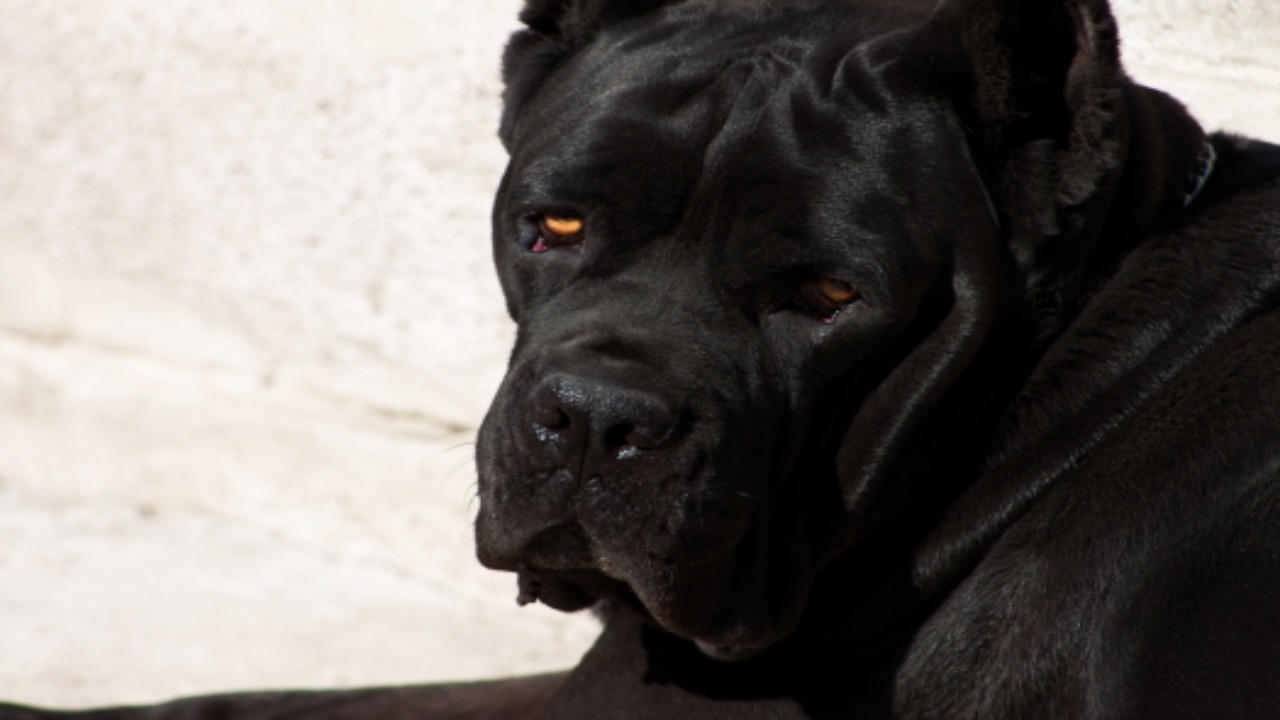 Yellow Eyes Of Cane Corso Help Them See Better In The Dark – Fact Or Myth