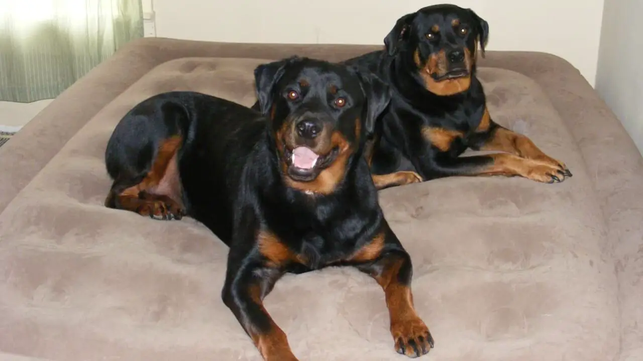 5 Tips On How To Get Two Female Dogs To Get Along