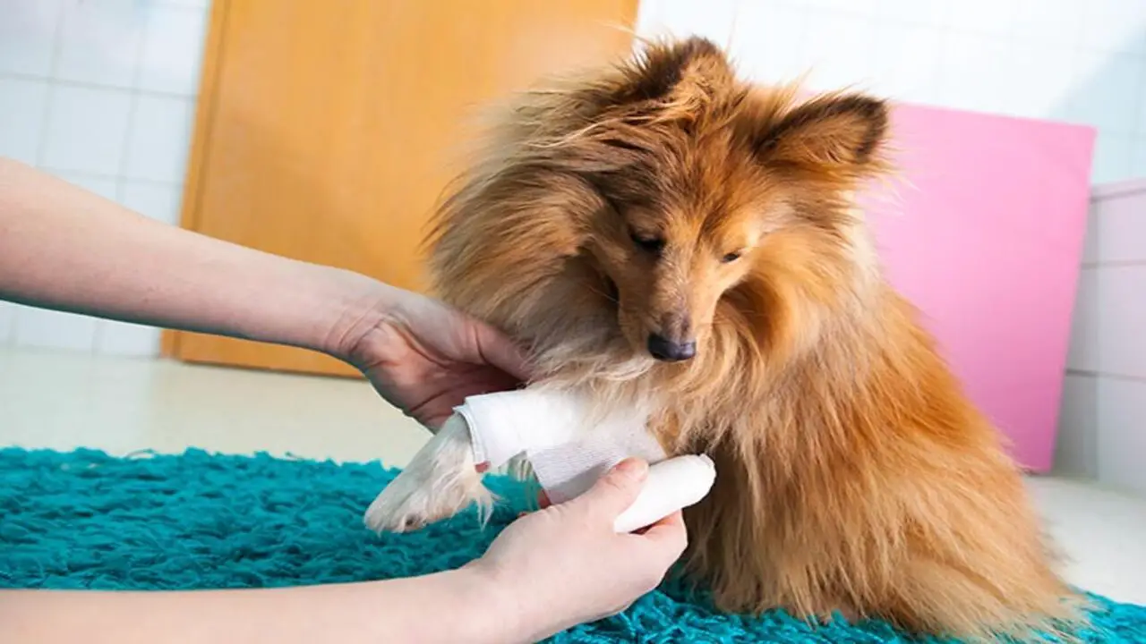 7 Do’s and Don’ts Use Polysporin On Dogs for Pet Owners