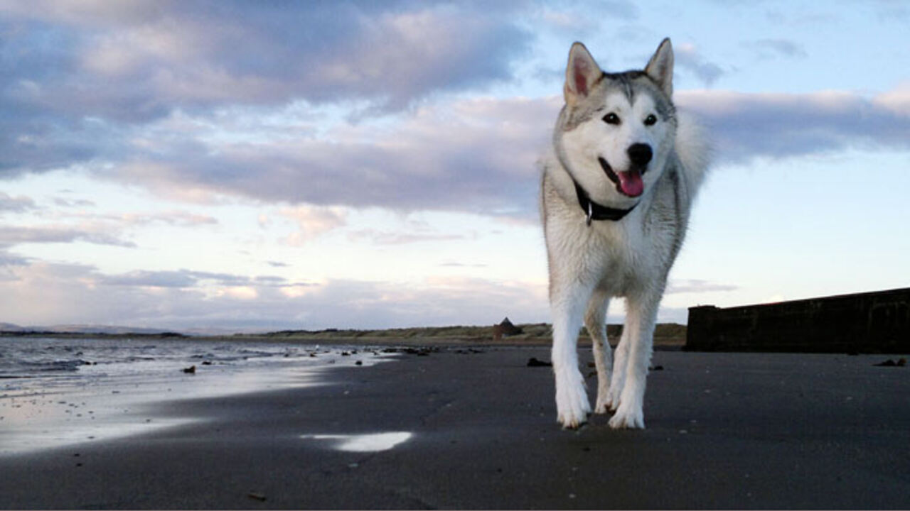 7 Tips For Keeping Your Husky Cool In Florida