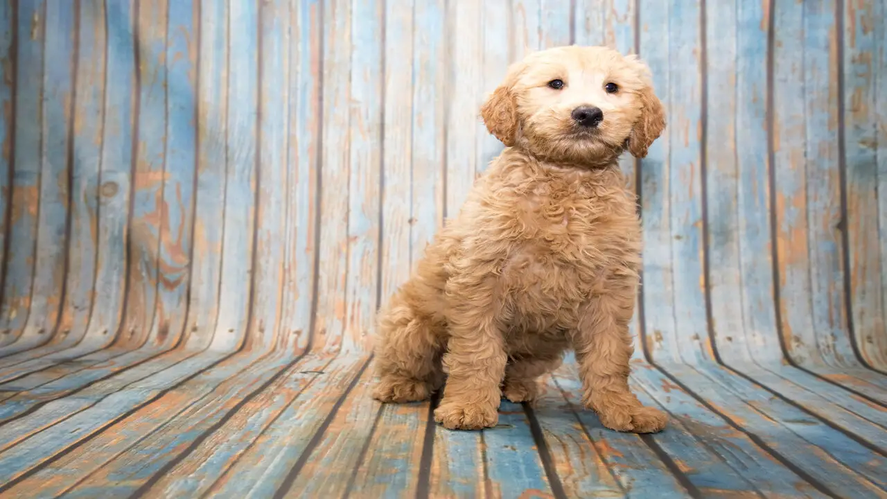 About Goldendoodle