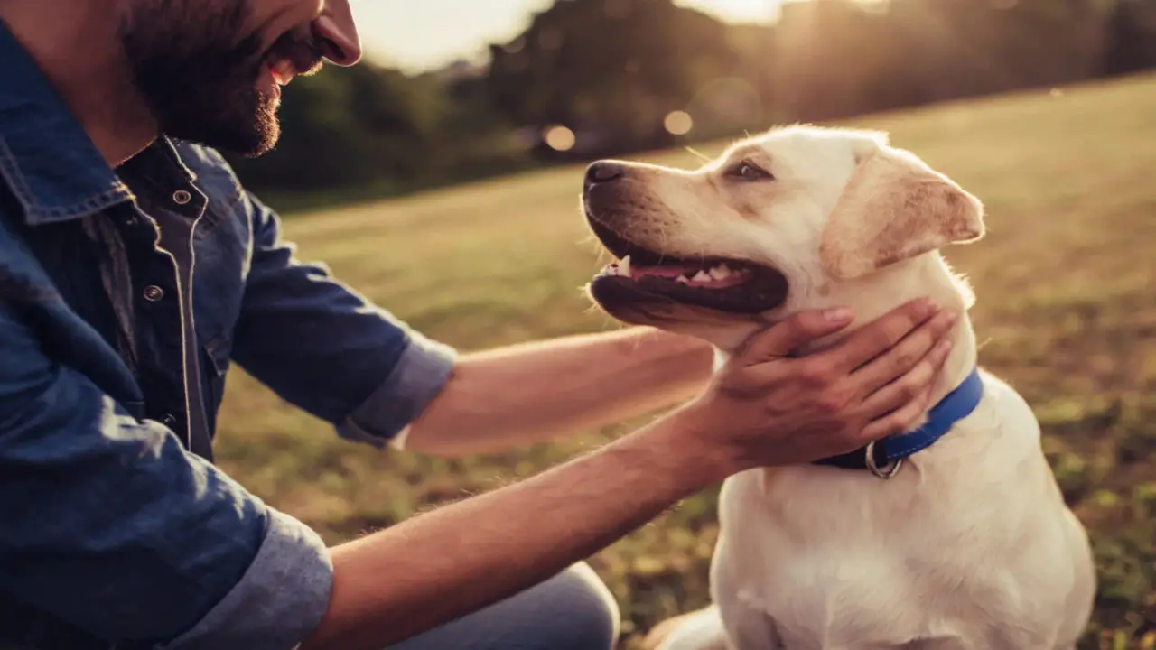 Allow The Dogs To Calm Down And De-Stress