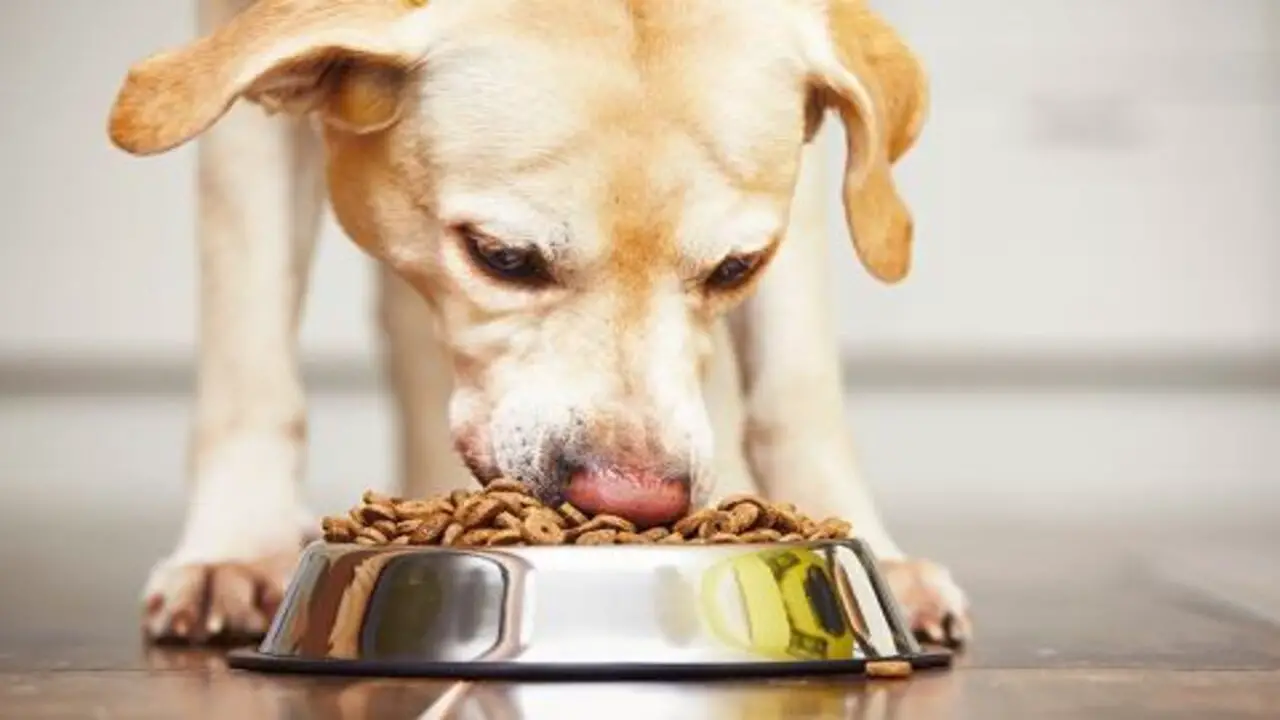 Alternative Feeding Methods For Dogs Prone To Swallowing Food Whole