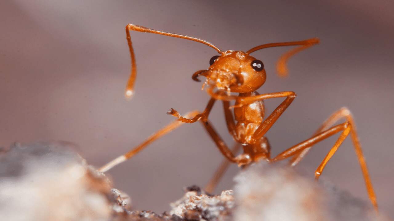 Ants As A Source Of Protein In Dog Food