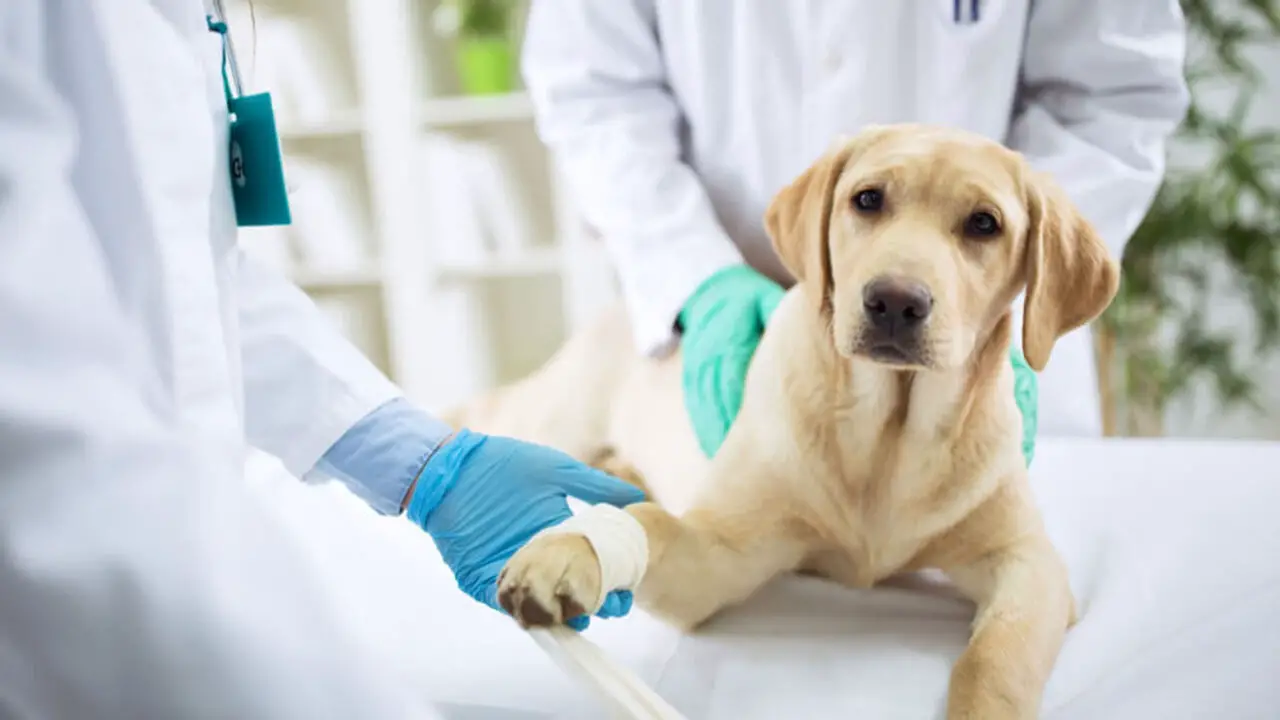 Assess Any Injuries And Seek Veterinary Care If Needed