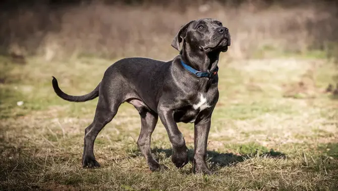 Benefits And Challenges Of Using A Cane Corso As A Hunting Dog