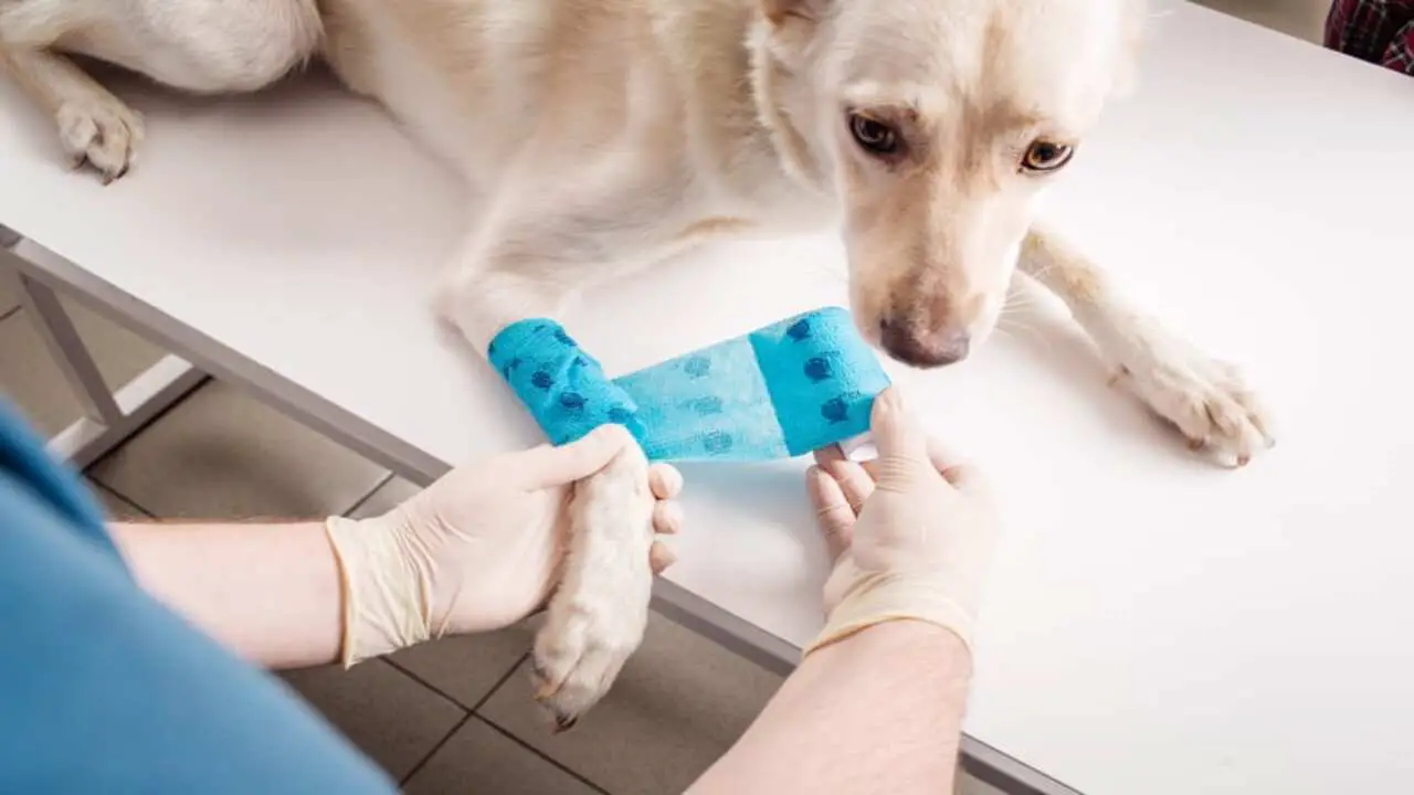 Benefits Of Polysporin For Dogs