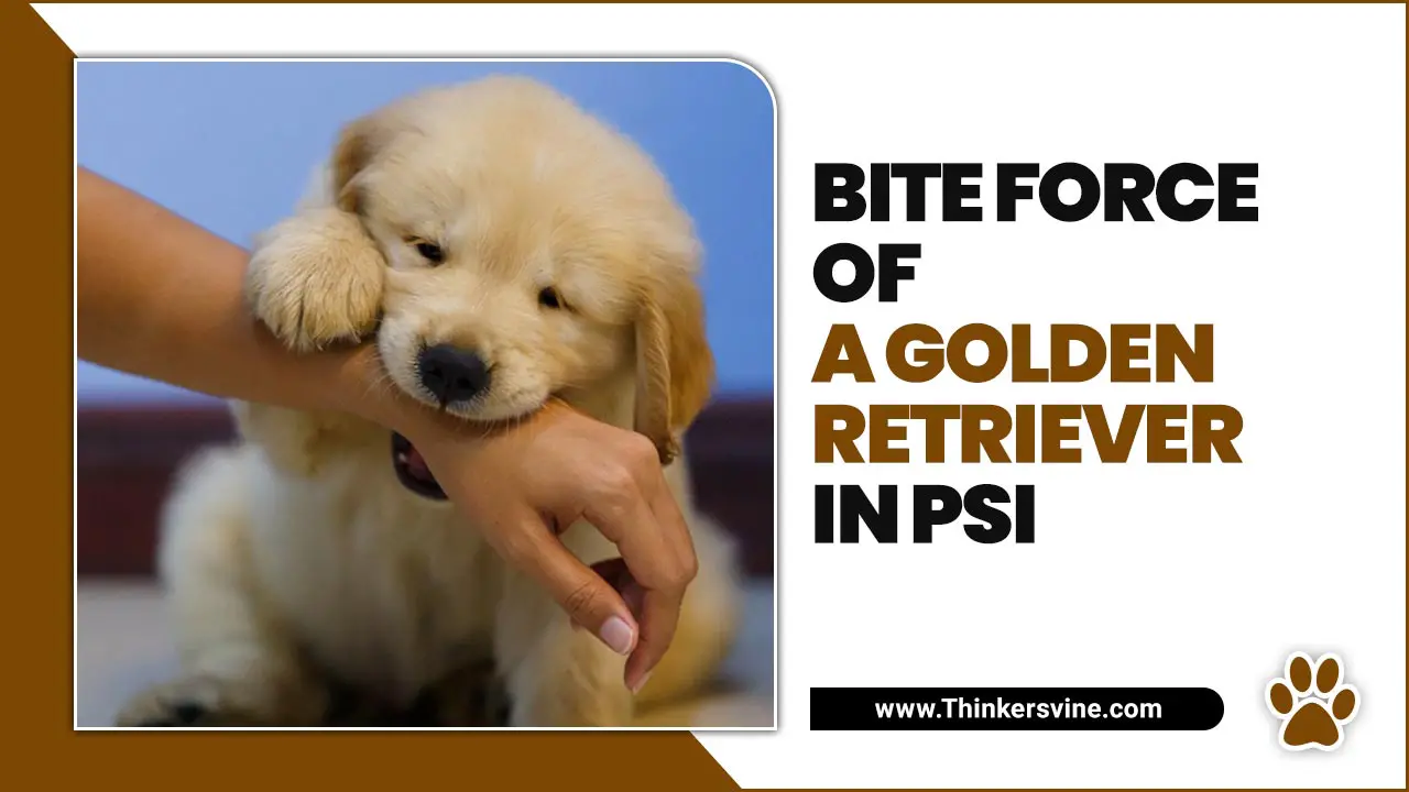 Bite Force Of A Golden Retriever In PSI
