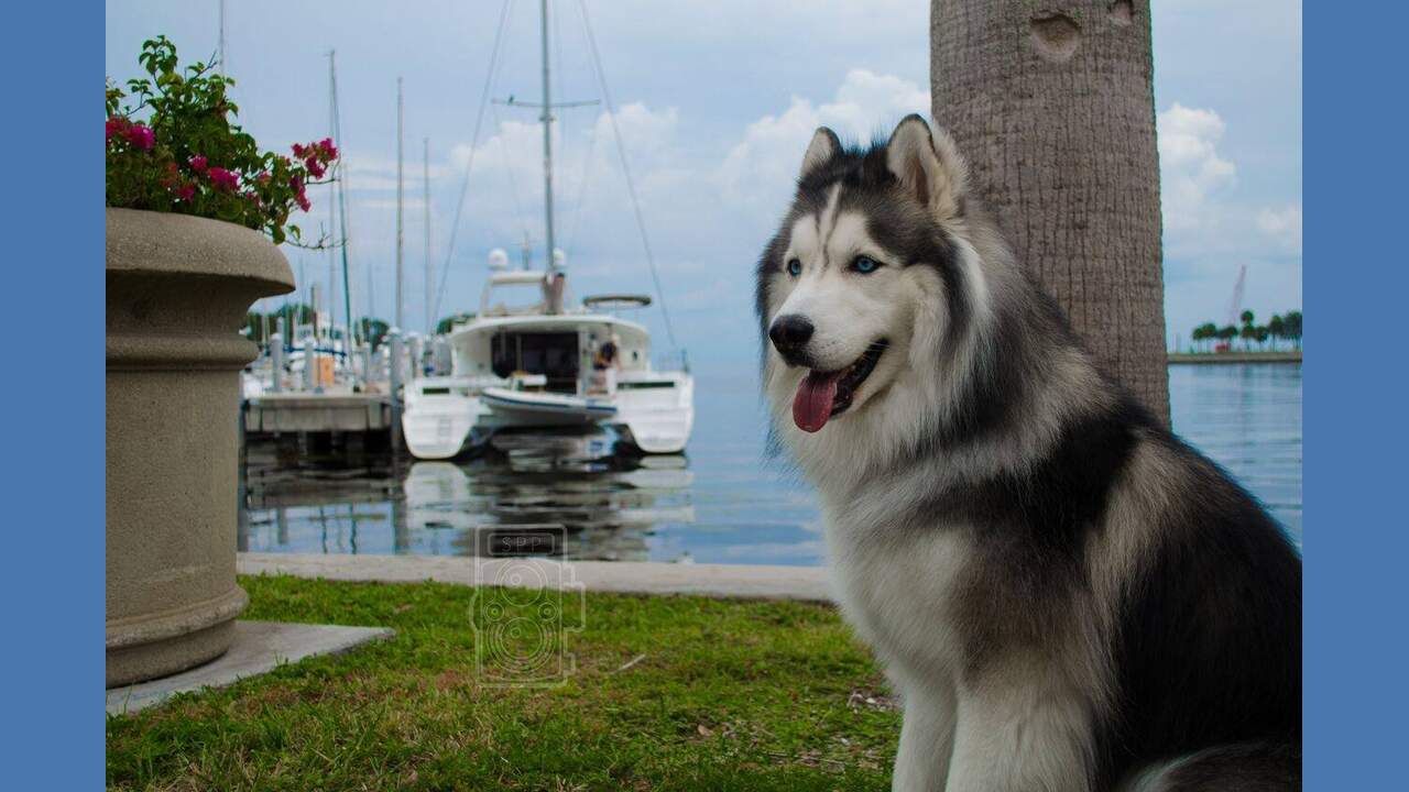 Can Huskies Live In Florida? - Let's Know About It