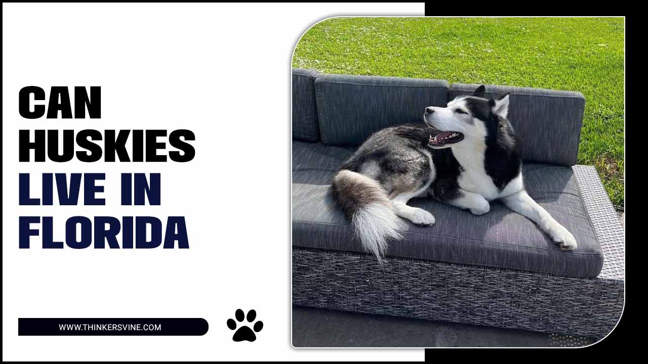 Can Huskies Live In Florida