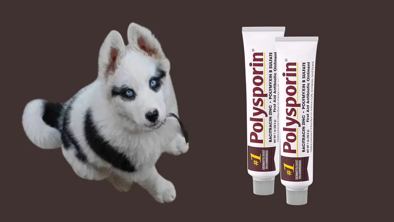 Can You Use Polysporin On Dogs - How To Use It