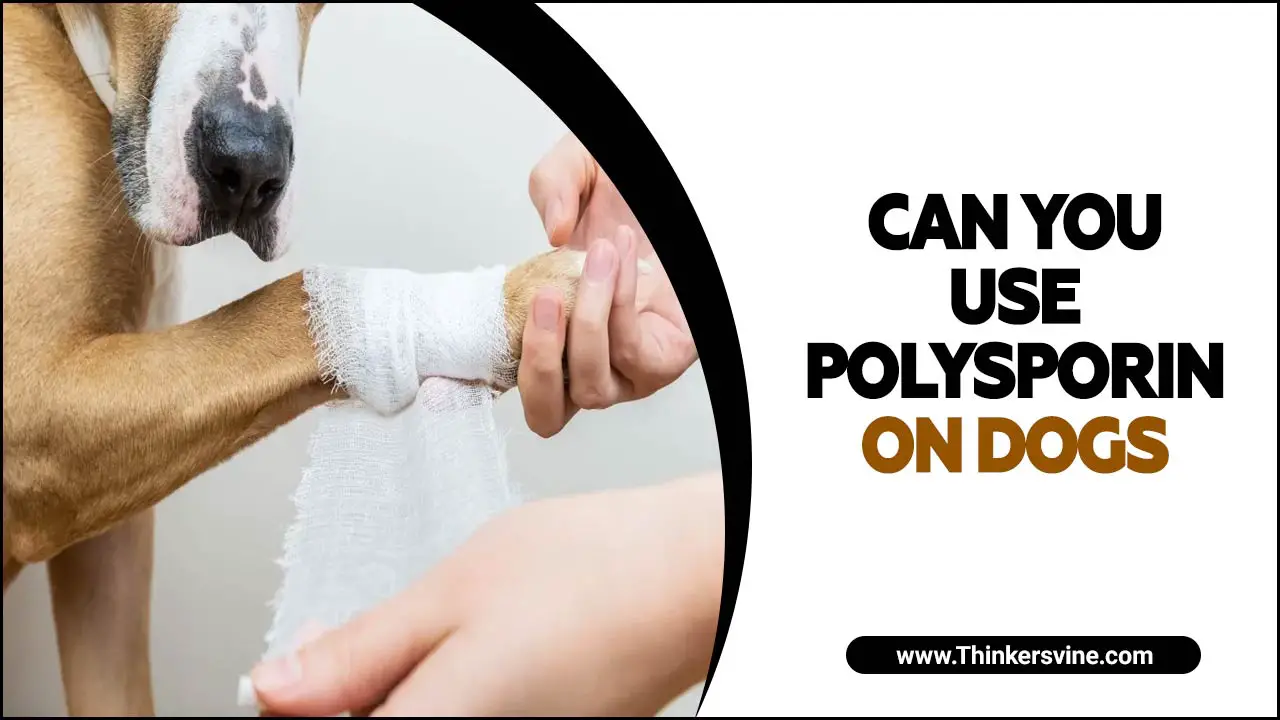 Can You Use Polysporin On Dogs