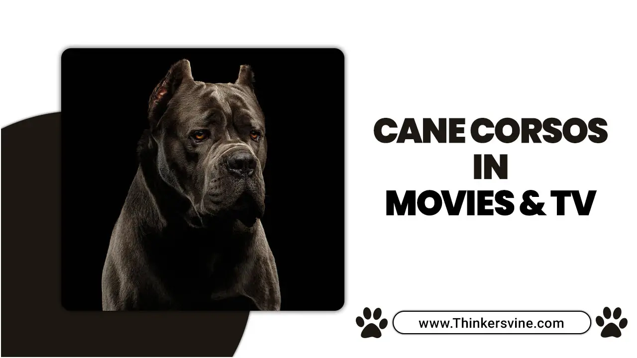 Cane Corsos In Movies & TV