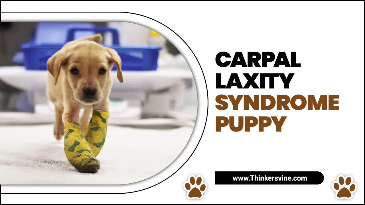 Carpal Laxity Syndrome Puppy