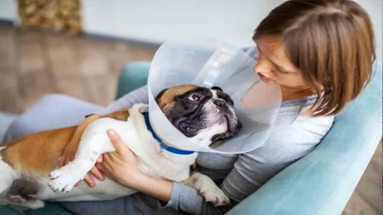 Common Behaviors Of Dogs After Surgery