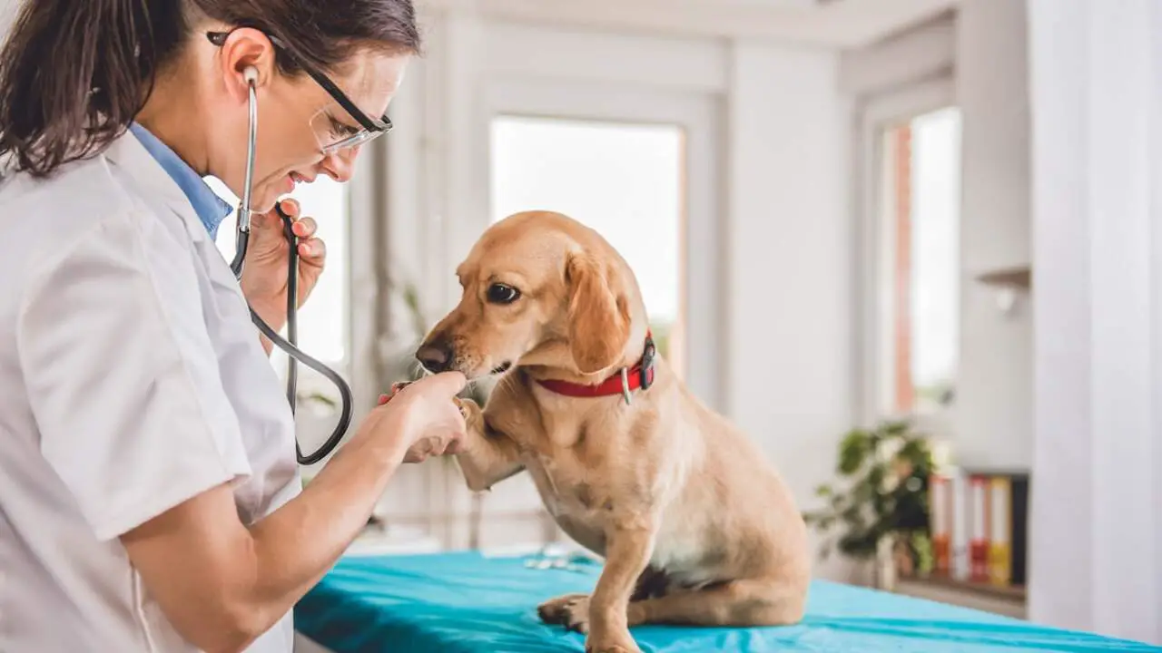 Consulting A Vet Before Using Polysporin On Dogs