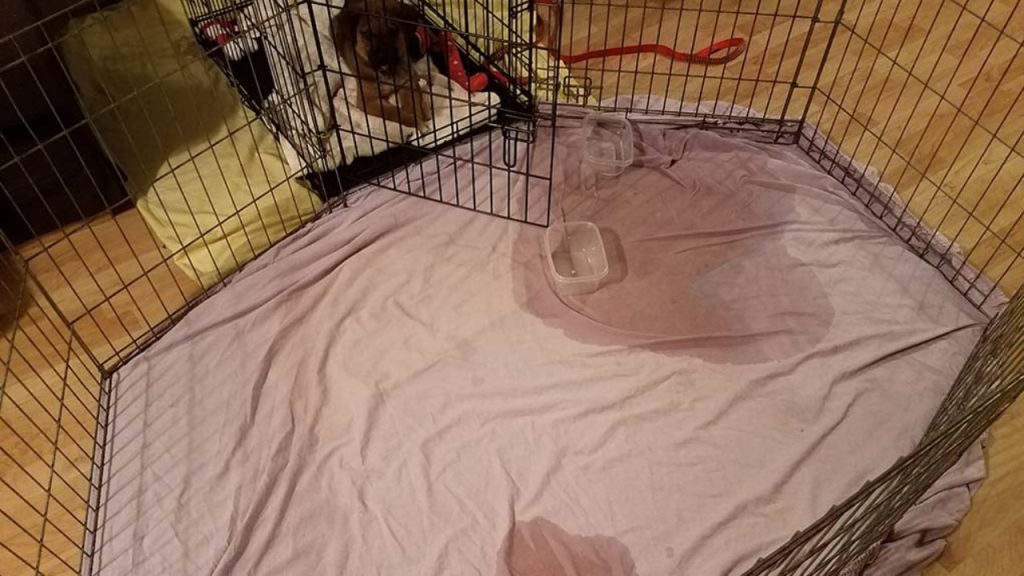 Puppy Goes Into Crate To Pee Effective Crate Training