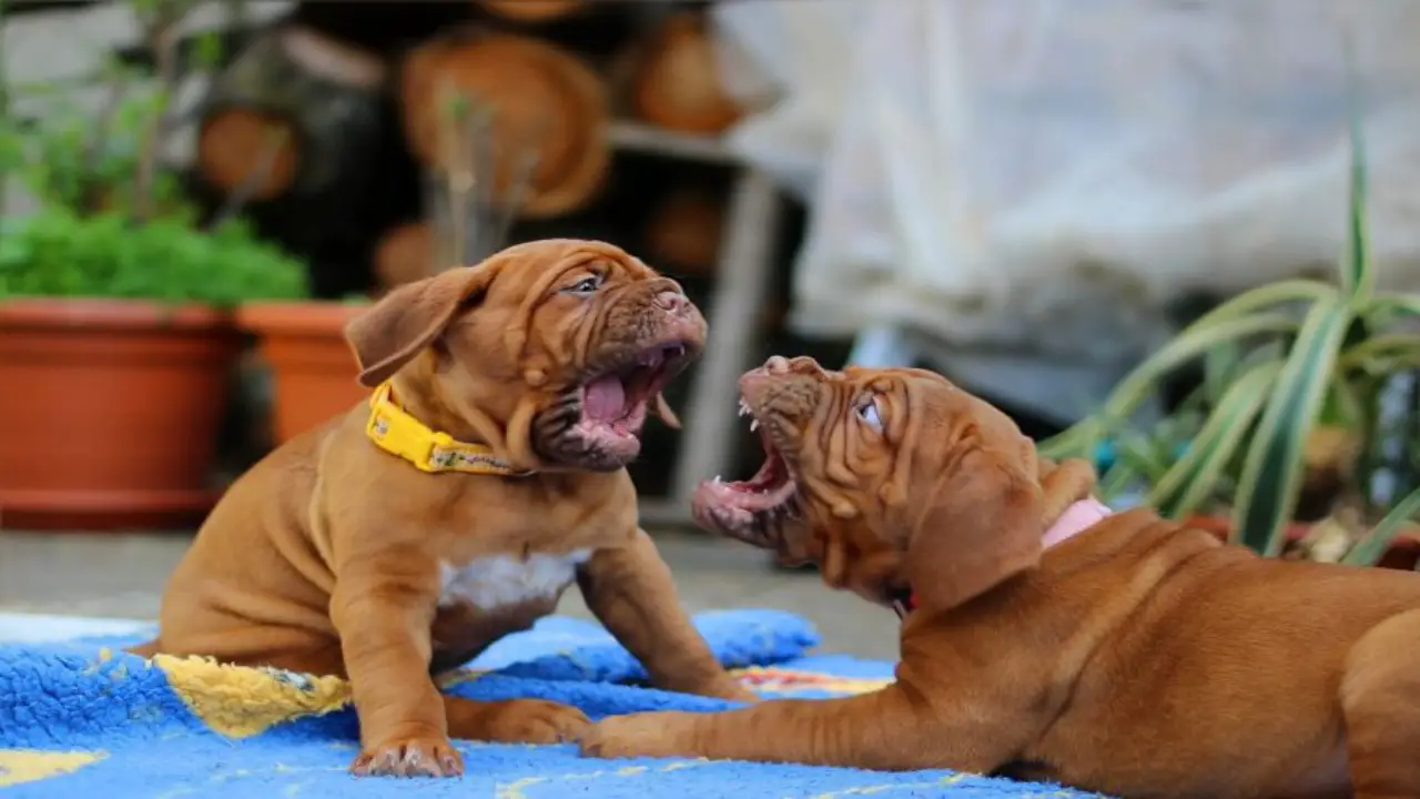Dog Behavior Problems Aggression Sibling Rivalry Diagnosis