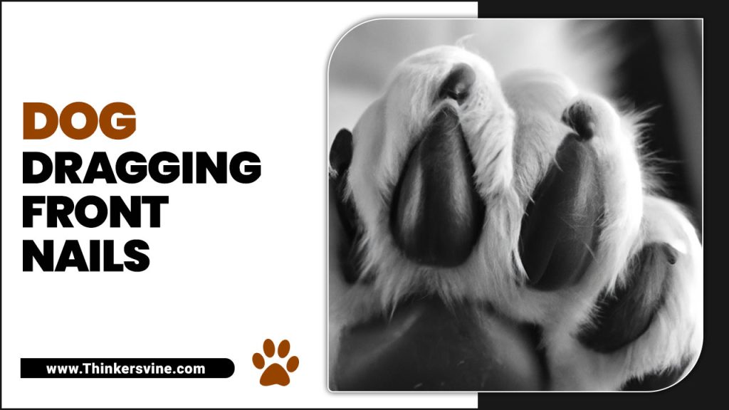 Why Is My Dog Dragging Front Nails Follow The Guide